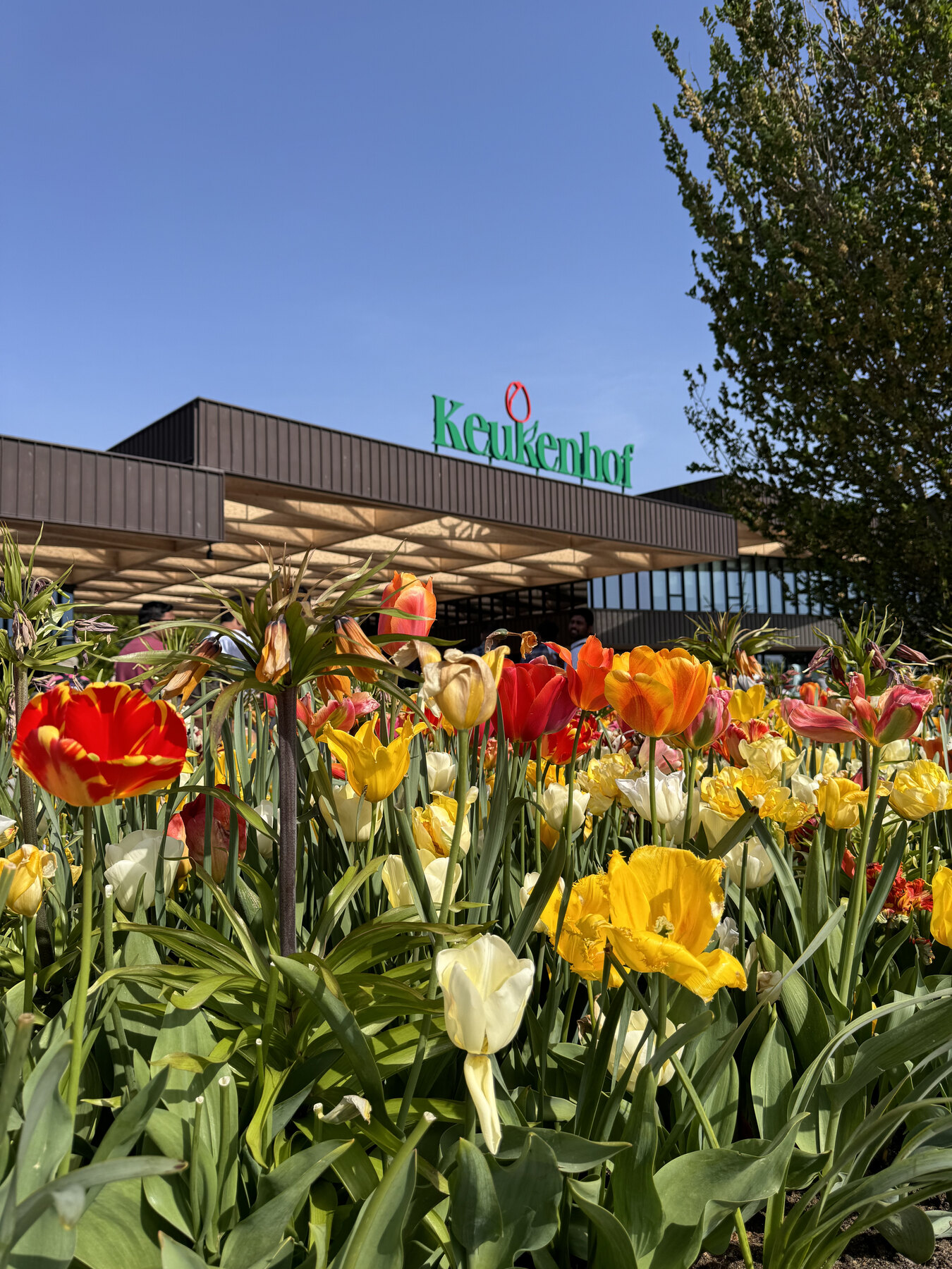 Experiência BrazTrip em Keukenhof, nos Países Baixos